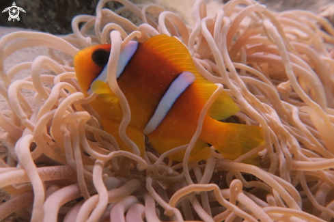 A Clown fish