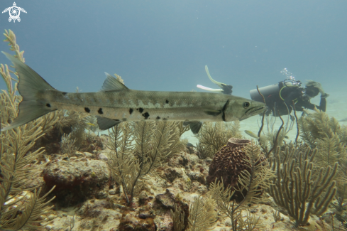 A Barracuda 