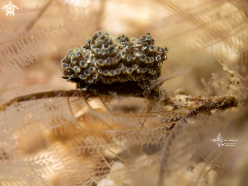 A Doto Sea Slug (5 mm)