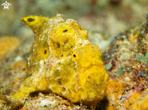 A Antennarius multiocellatus | Frogfish