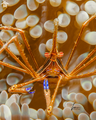 A Arrow Crab