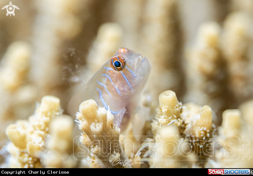 A Five-lined Goby