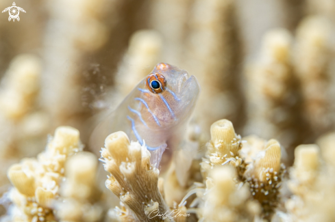 A Five-lined Goby