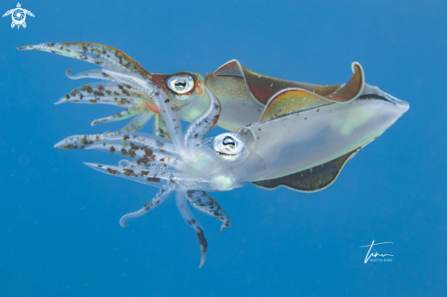 A Sepioteuthis sepioidea | Caribbean Reef Squid