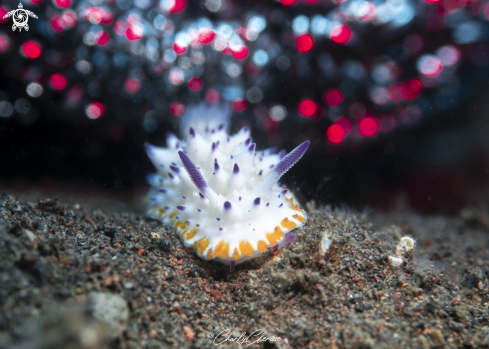 A Mexichromis multituberculata | Mexichromis multituberculata