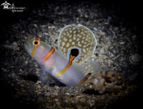 A Randalls Shrimp Goby 