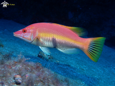 A Bodianus scrofa | Pejeperro