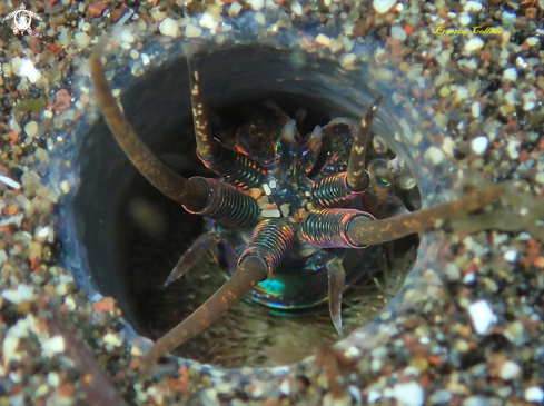 A Periscope tube worm | Gusano de tubo