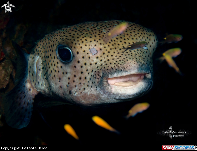A Black-Spotted Porcupine Fish