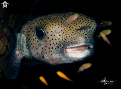 A Diodon hystrix (Linnaeus, 1758) | Black-Spotted Porcupine Fish