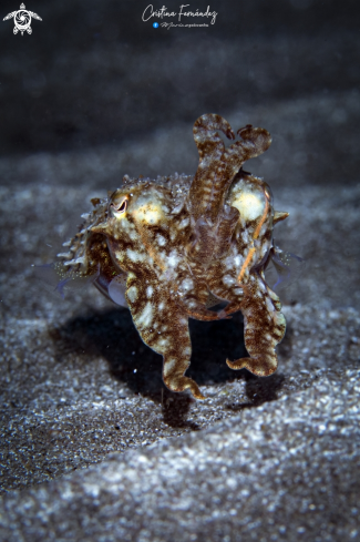 A Sepia officinalis  | Cuttlefish