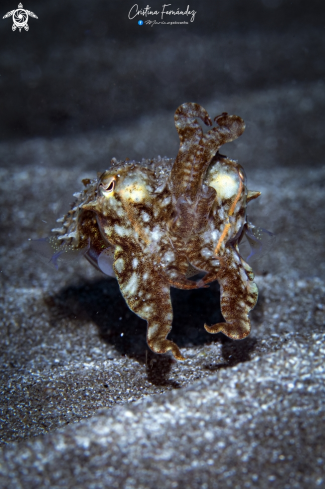 A Cuttlefish