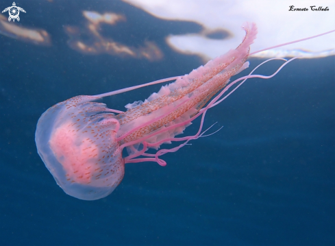 A Pelagia noctiluca | Medusa