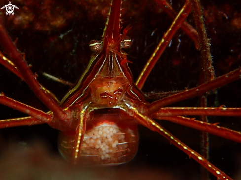 Cangrejo araña