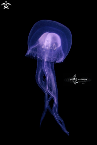 A Jelly Fish