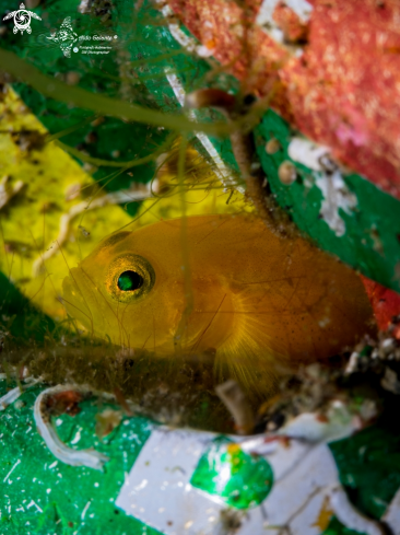 A Lubricogobius exiguus (Tanaka, 1915) | Yellow Pygmy Goby