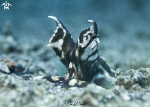 A Thaumoctopus mimicus | Mimic Octopus