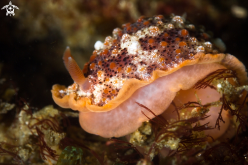 A Goniobranchus nudibranch | Goniobranchus nudi 