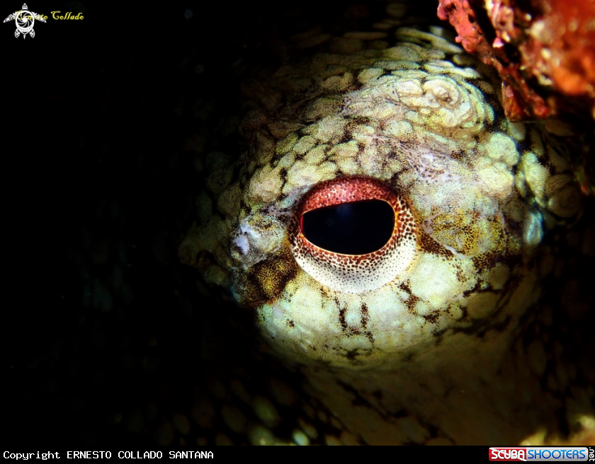 A Octopoda  (ojo)