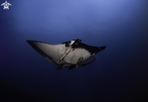 A GIANT OCEANIC MANTA