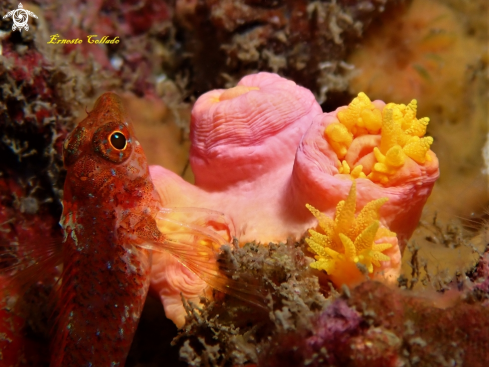 A Dendrophyllia laboreli y Terigyon delaisi | Coral cabezuela y cabecinegro