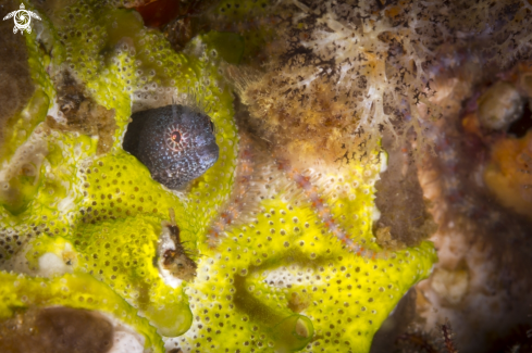 A Protemblemaria bicurrus | Warthead blenny