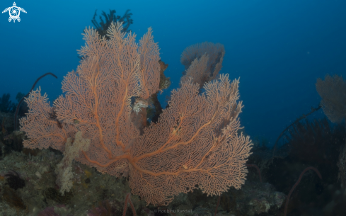 A softcoral | seafan