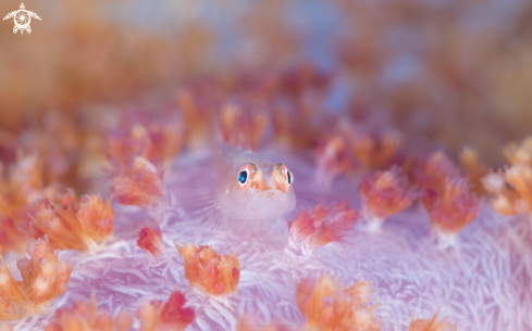 A goby