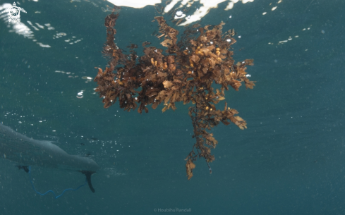 A seaweed