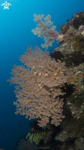 A softcoral