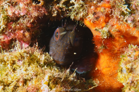 A Blenny