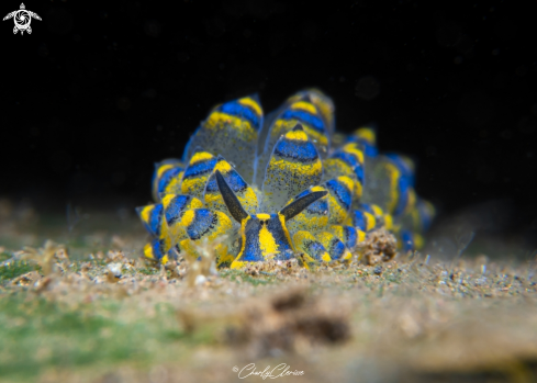 A Rasta Sheep Nudibranch