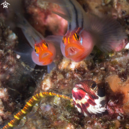 A Protemblemaria bicirrus | Club head goby