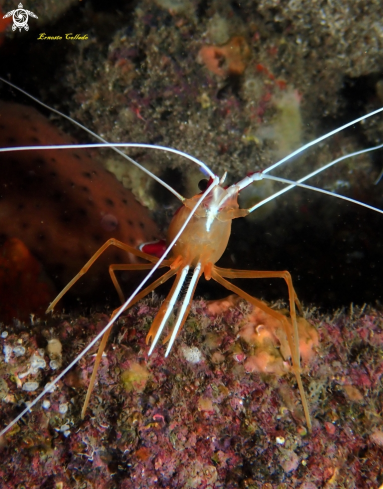 A Lysmata grabhami | Lady escarlata