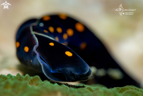 A Chelidonura punctata (Eliot, 1903)  | Headshield Sea Slug