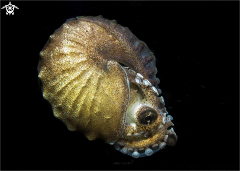 A Nautilus