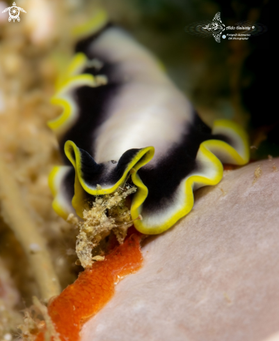 A Eurylepta sp. | Flatworm