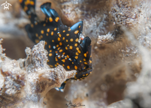 A Painted Frogfish