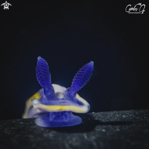 A Nudibranch