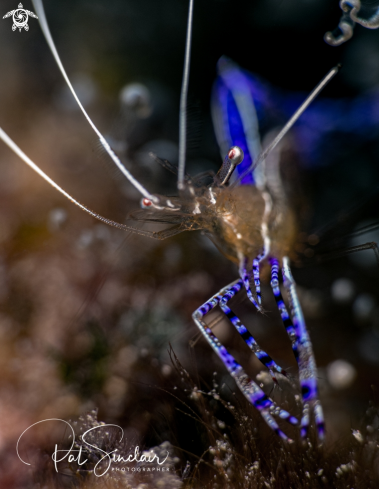 Pedersen Cleaning Shrimp