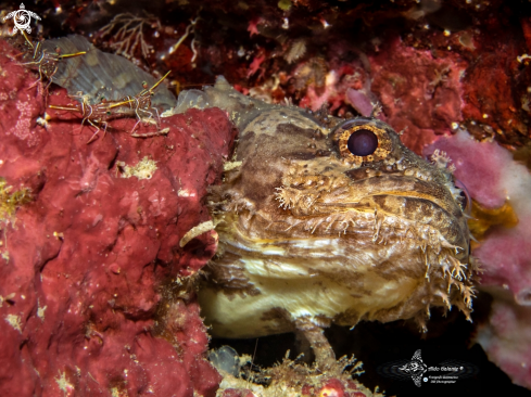 A Halophryne diemensis (Lesueur, 1824) | Toadfish
