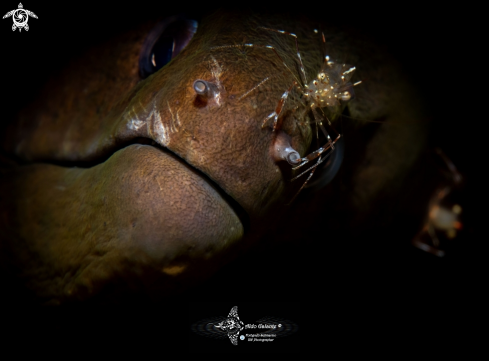 A Urocaridella antonbruunii (Bruce, 1967) | Shrimp + Moray Eel