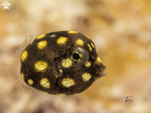 A Lactophrys triqueter | Smooth Trunkfish