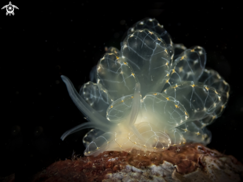 A Cyerce elegans | Nudibranch