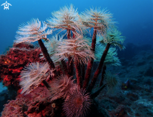 A Sabella spallanzanii | Sabella spallanzanii