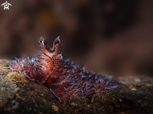 A Thysanozoon sp. | Flatworm