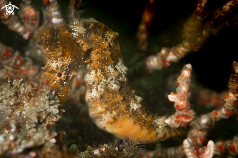 A Caballito de mar