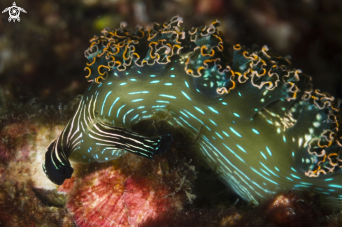 A Elysia diomedea | Danzarina mexicana nudibranch