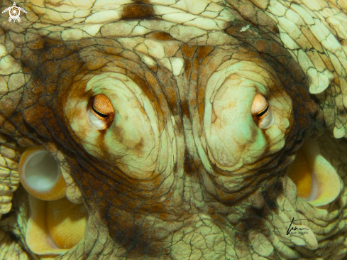 A Octopus briareus | Caribbean Octopus