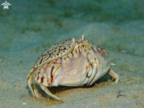 A Calappa flammea | Box Crab